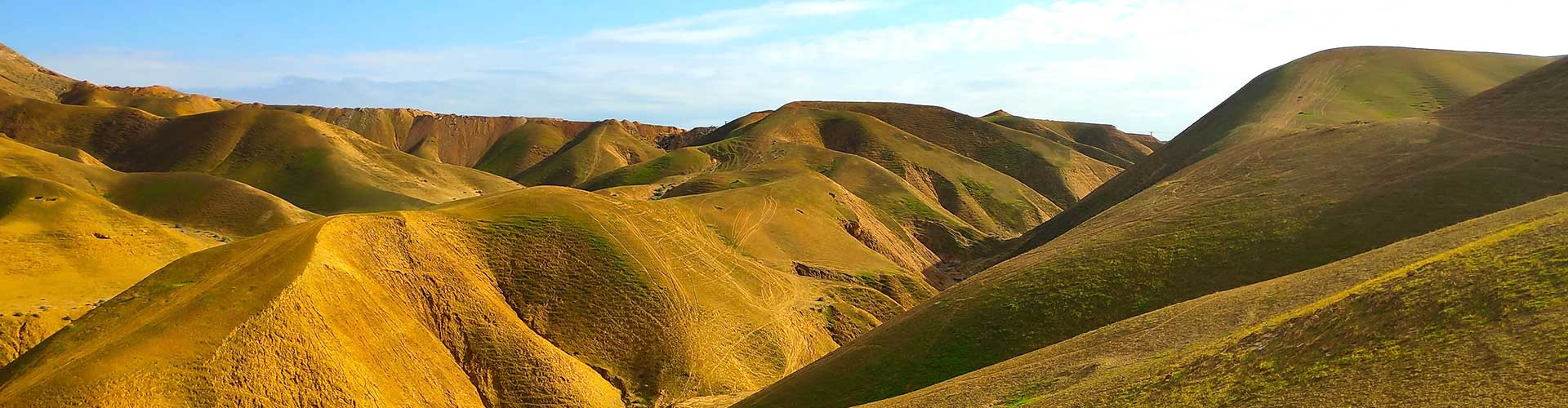 נתנאל שלזינגר