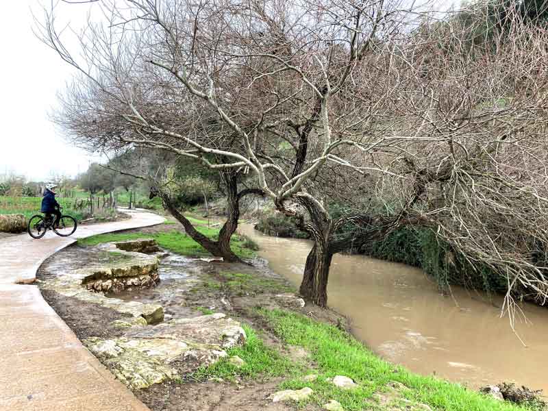 ערבות בנחל ציפורי