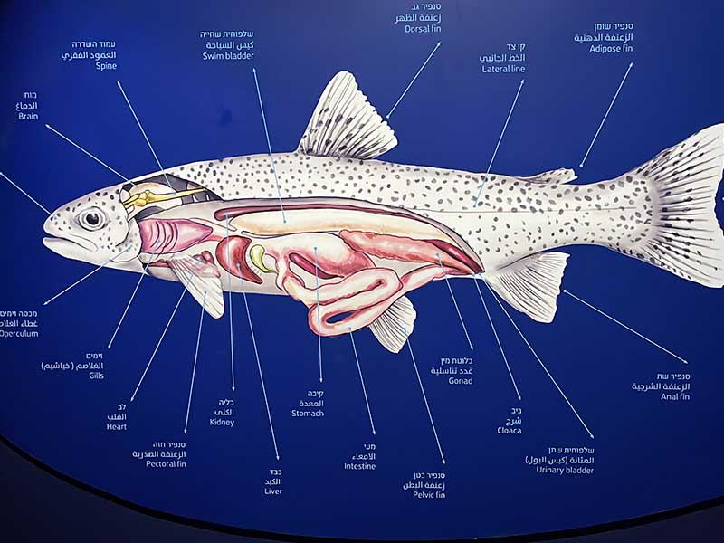 חפש את המטמון באקווריום - מאיפה משתין הדג